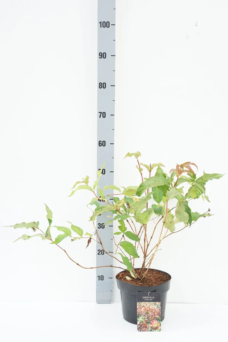 Corylus 'Pearson's Prolific' C7,5 (7,5 liters kruka) 125-150 cm
