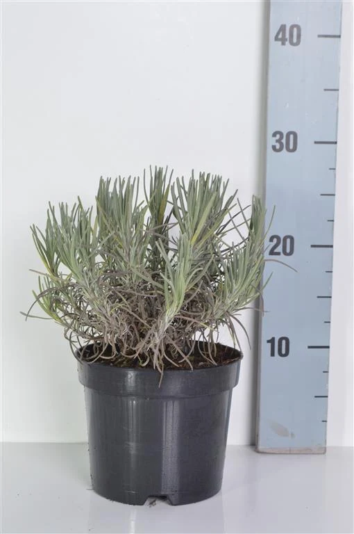 Lavandula ang. 'Munstead' C1,5 (1,5 liters kruka) 15-20 cm