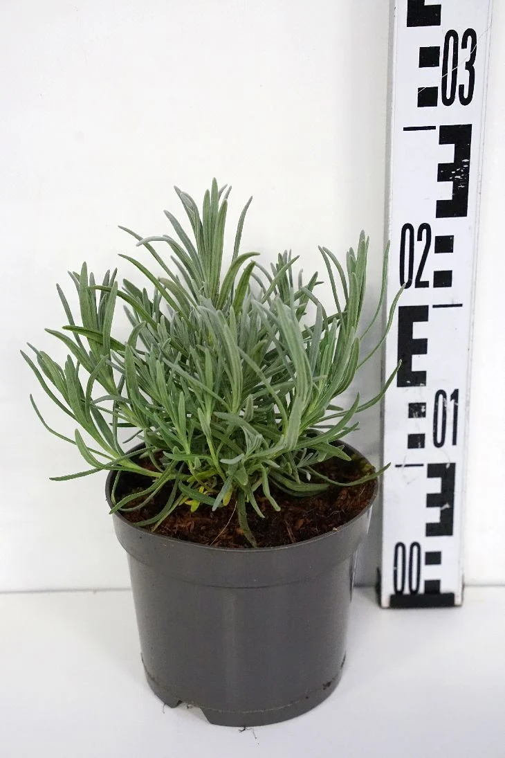 Vit lavendel - Lavandula angustifolia 'Alba' C1,5 (1,5 liters kruka) 10-15 cm