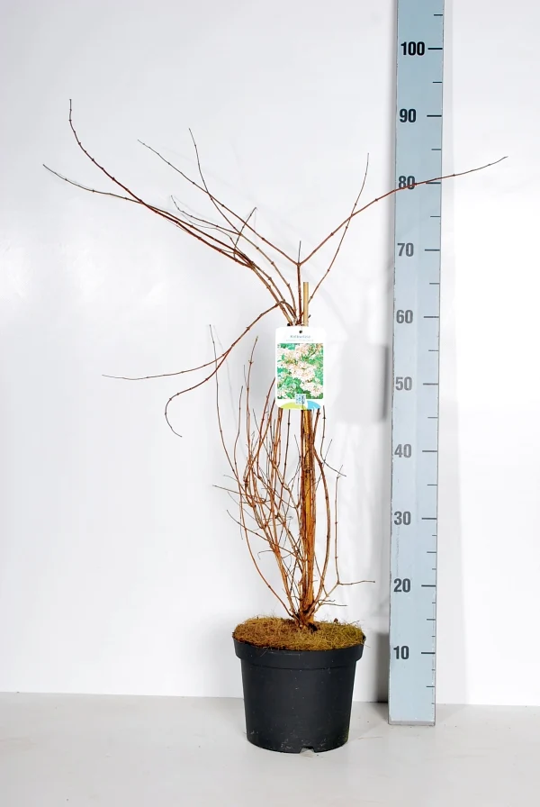 Kolkwitzia amabilis 'Pink Cloud' C3 (3 liters kruka) 40-50 cm
