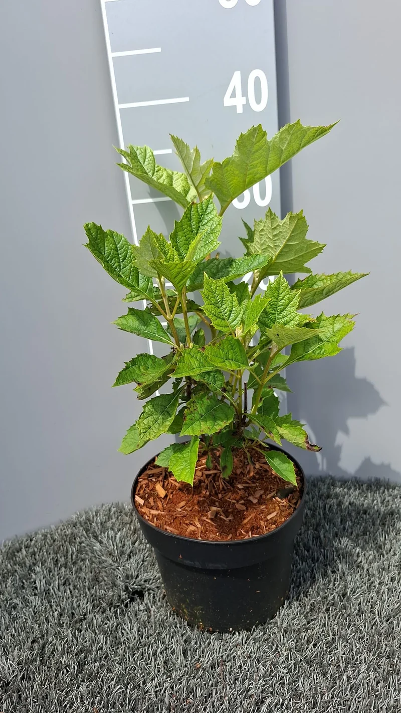 Hydrangea querc. 'Alice' C3 (3 liters kruka) 30-40 cm