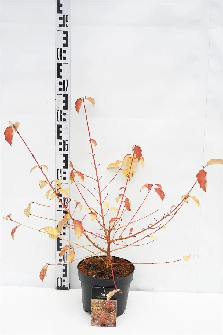 Cornus sang. 'Midwinter Fire' C3 (3 liters kruka) 30-40 cm