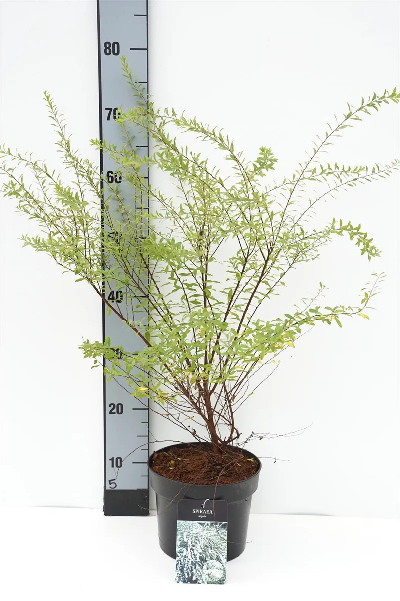 Spiraea arguta 30-40 cm C3 (3 liters kruka)