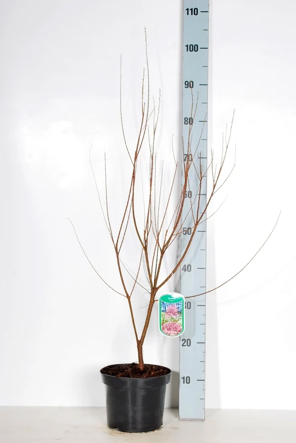 Tamarix tetrandra 40-50 cm, C3 (3 liters kruka) / 19 cm kruka