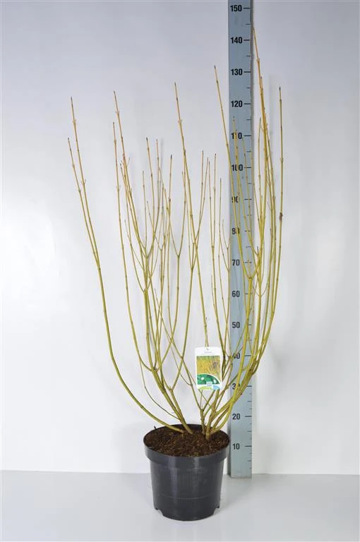 Cornus sericea 'Flaviramea' C7,5 (7,5 liters kruka) 80-100 cm