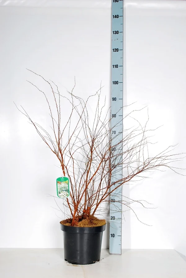 Spiraea cinerea 'Grefsheim' C7,5 (7,5 liters kruka) 60-80 cm