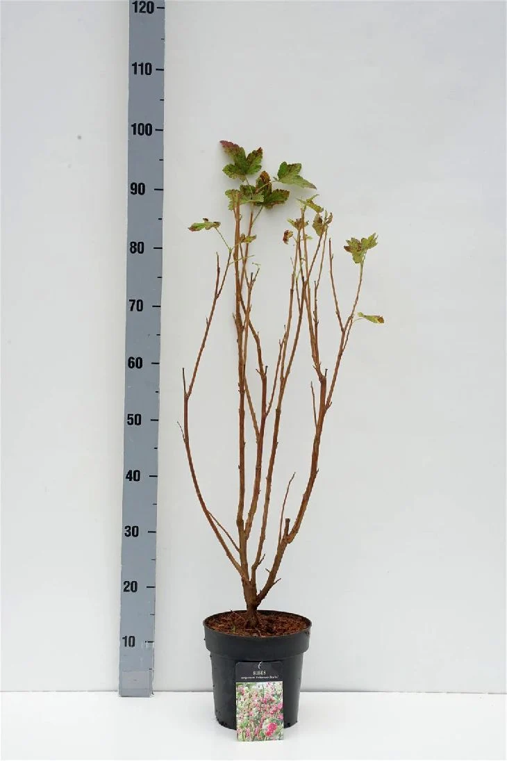 Ribes sang. 'Pulborough Scarlet' C3 (3 liters kruka) 40-50 cm