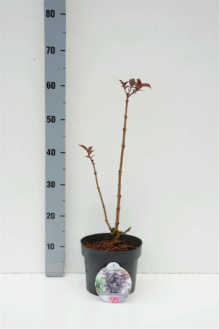 Sambucus nigra 'Black Tower' C3 (3 liters kruka) 30-35 cm
