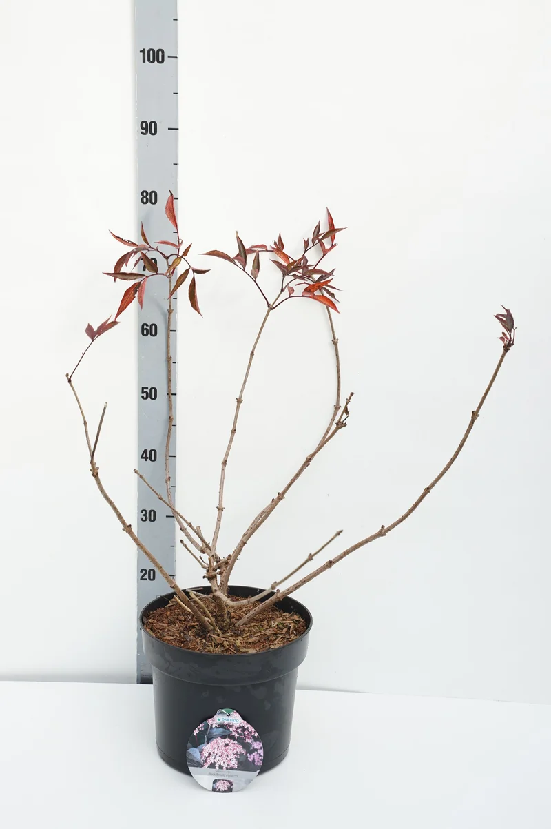 Sambucus nigra 'Black Beauty' C7,5 (7,5 liters kruka) 60-80 cm