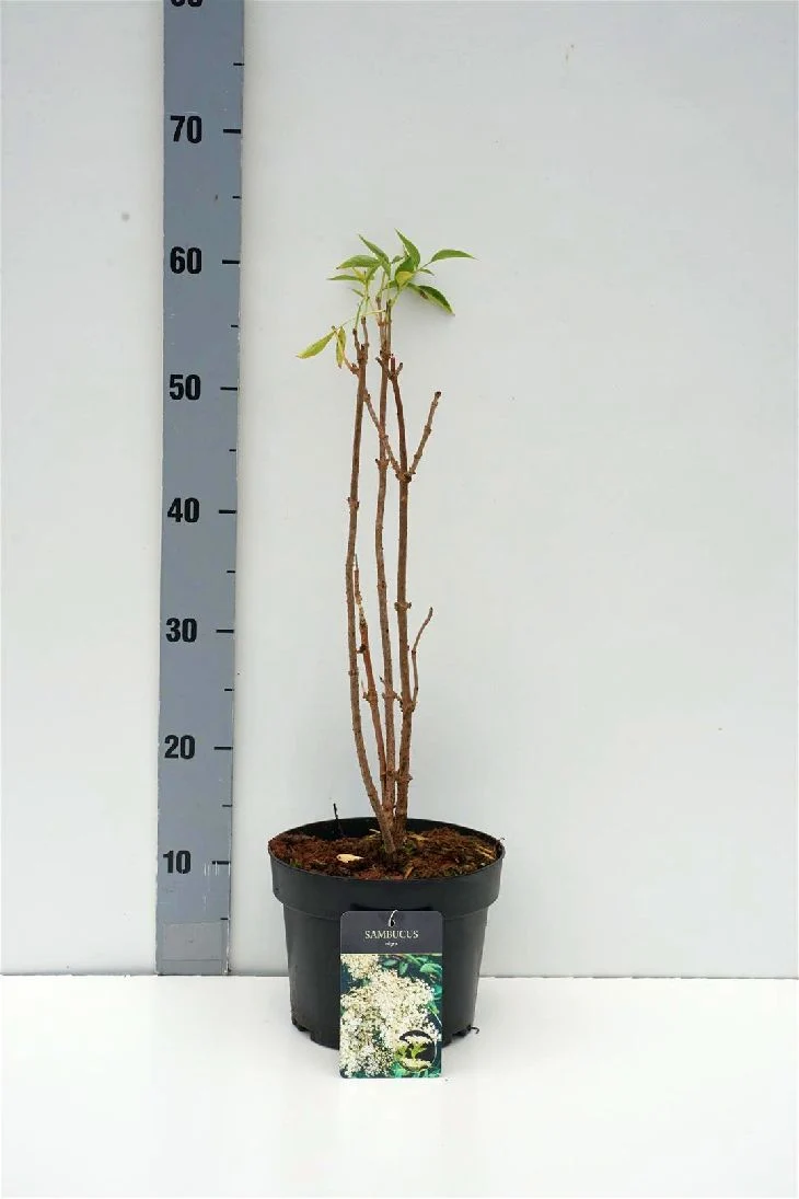 Sambucus nigra C3 (3 liters kruka) 30-40 cm