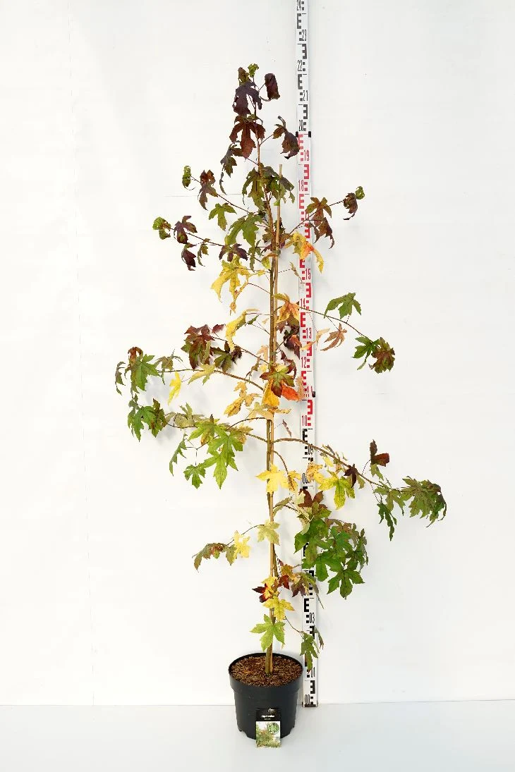 Liquidambar styraciflua C7,5 (7,5 liters kruka) 150-175 cm