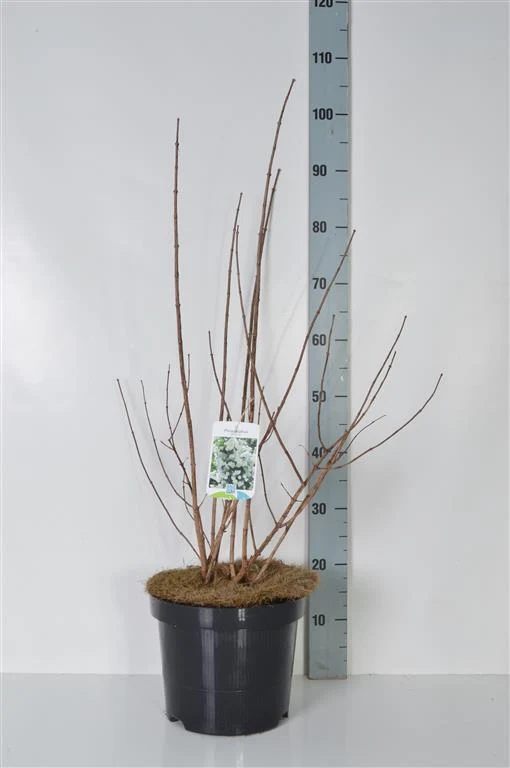 Philadelphus 'Virginal' C7,5 (7,5 liters kruka) 60-80 cm