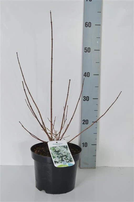 Philadelphus 'Virginal' C3 (3 liters kruka) 40-50 cm
