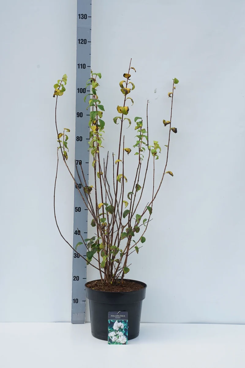 Philadelphus 'Snowbelle' C7,5 (7,5 liters kruka) 60-80 cm