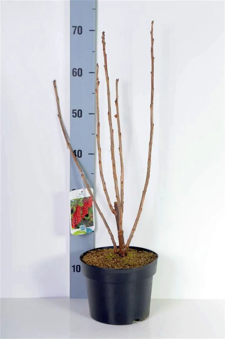 Ribes r. 'Rolan' C3 (3 liters kruka) 40-50 cm
