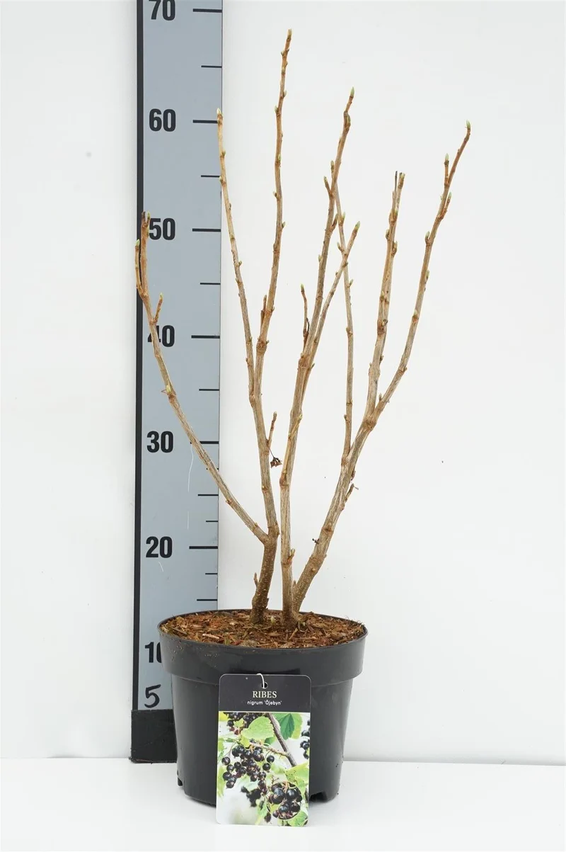 Ribes nigrum 'Ojebyn' C3 (3 liters kruka) 40-50 cm