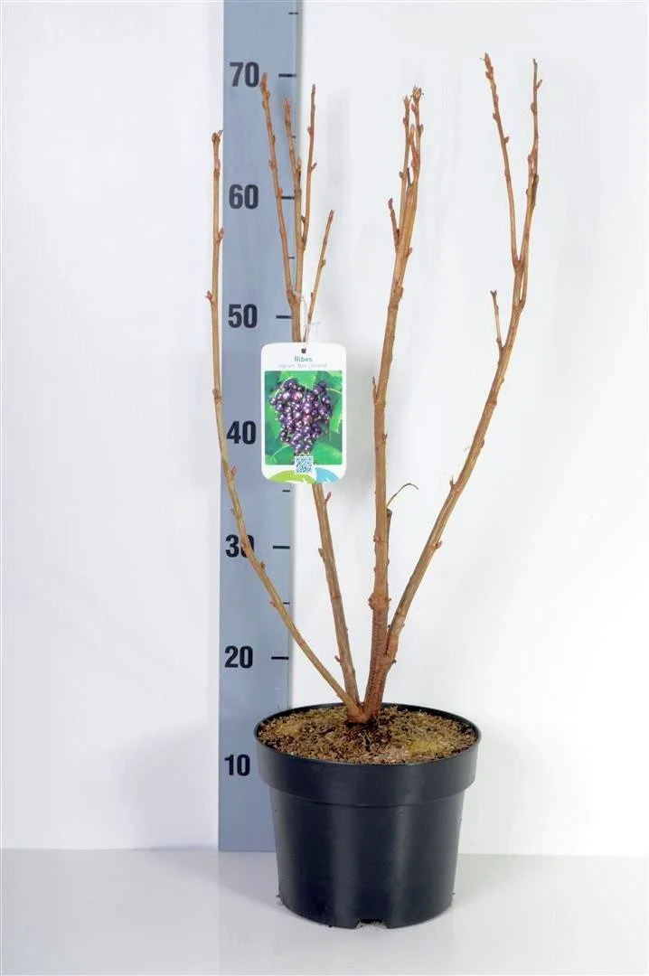 Ribes nigrum 'Ben Lomond' C3 (3 liters kruka) 40-50 cm