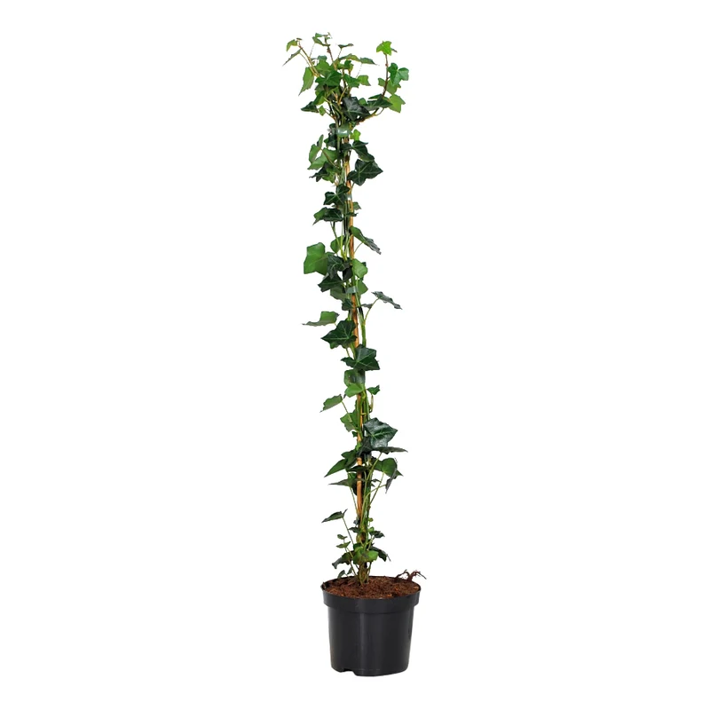Hedera hibernica 80-100 cm, C2 (2 liters kruka / 17 cm kruka)