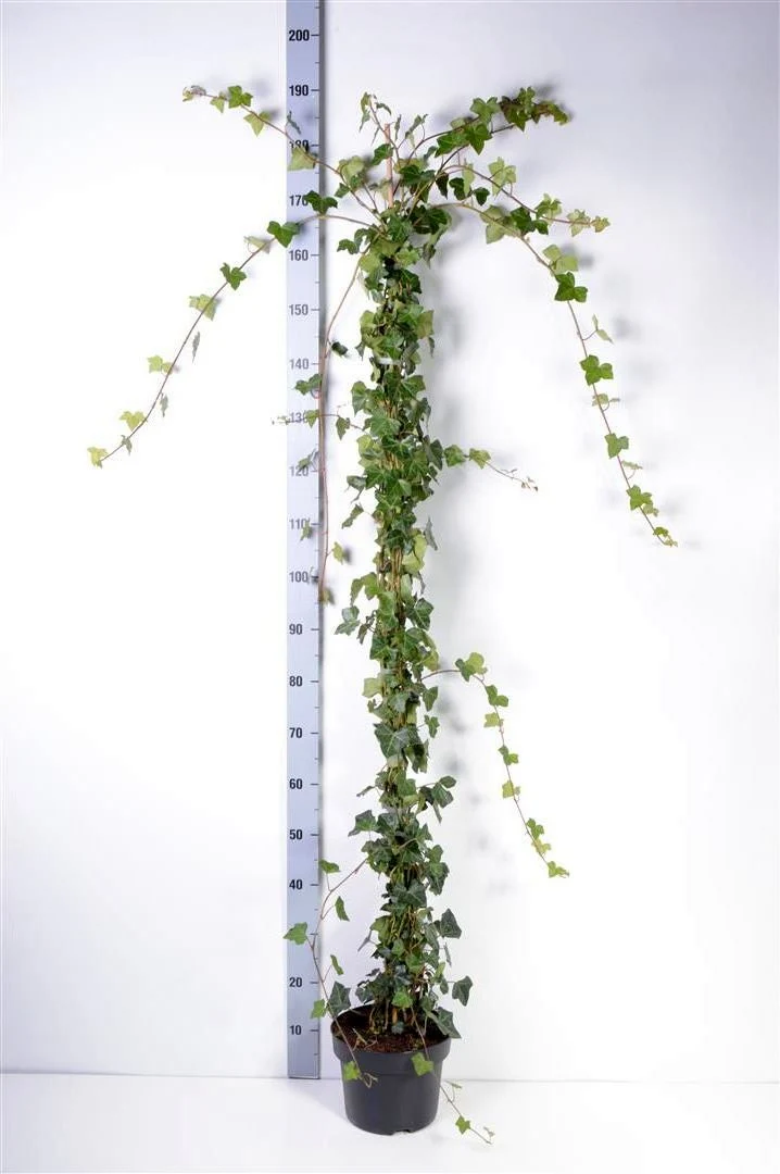 Hedera hibernica 150-175 cm, C5 (5 liters kruka)