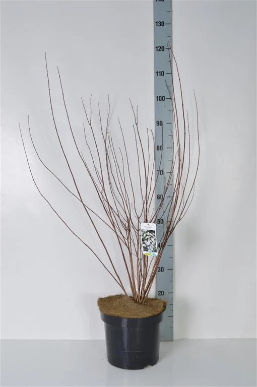 Philadelphus 'Lemoinei' C7,5 (7,5 liters kruka) 60-80 cm