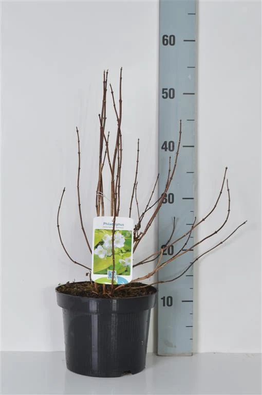 Philadelphus cor. 'Aureus' C3 (3 liters kruka) 30-40 cm