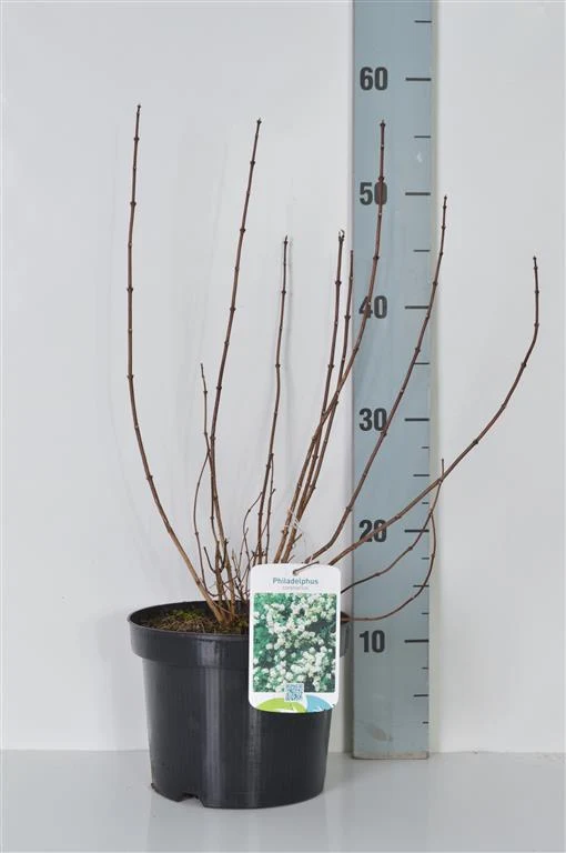 Philadelphus coronarius C3 (3 liters kruka) 30-40 cm