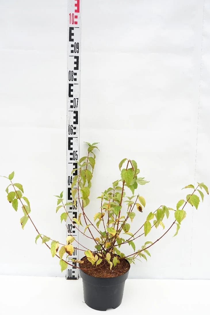 Philadelphus 'Belle Etoile' C3 (3 liters kruka) / 19 cm kruka 40-50 cm