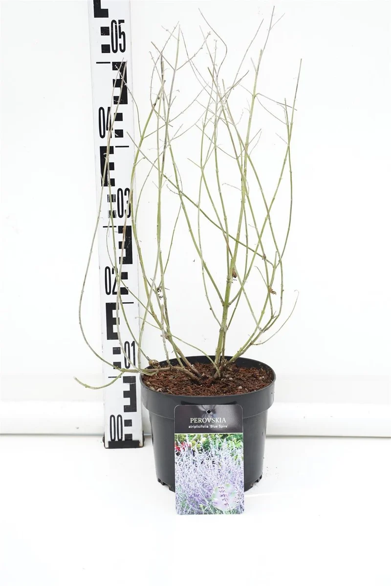 Perovskia 'Blue Spire' C2 (2 liters kruka) / 17 cm kruka 30-40 cm