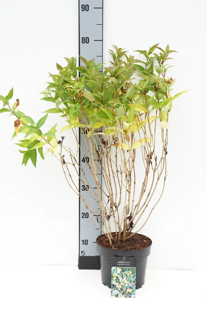 Diervilla sess. 'Butterfly' C3 (3 liters kruka) 40-50 cm