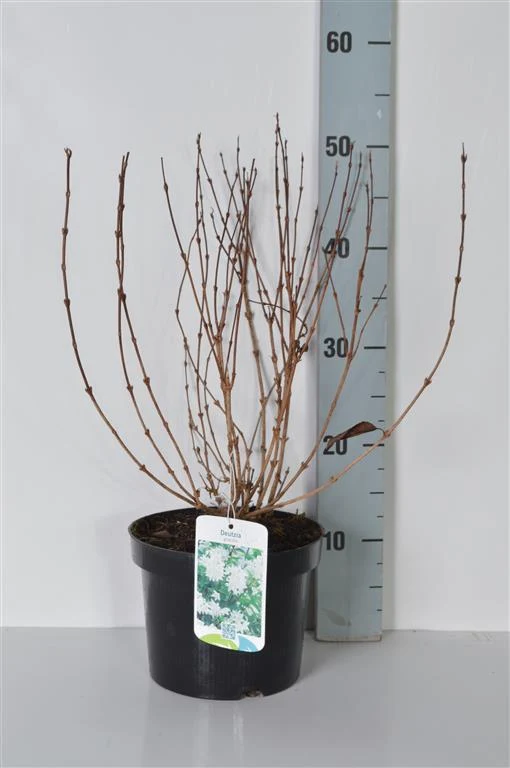 Deutzia gracilis C3 (3 liters kruka) 30-40 cm