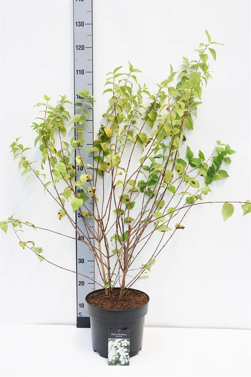 Philadelphus 'Belle Etoile' C7,5 (7,5 liters kruka) 60-80 cm