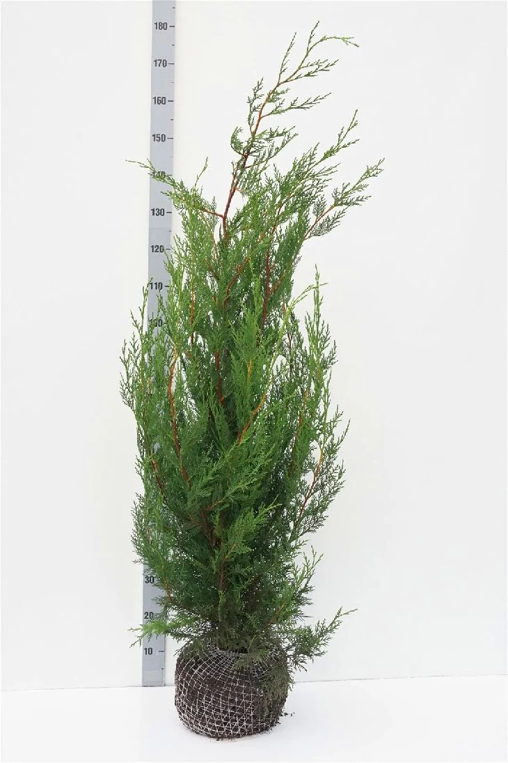 Cupressocyparis l. '2001' 125-150 cm rotklump