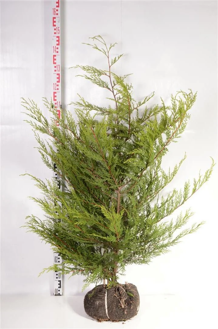 Cupressocyparis l. 'Castlewellan' 100-125 cm rotklump
