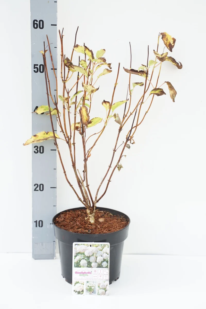 Hydrangea arborescens 'Candybelle® Marshmallow' C3 (3 liters kruka) / 19 cm kruka 40-50 cm