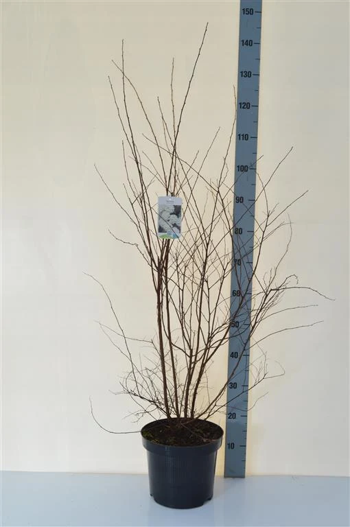 Spiraea vanhouttei C7,5 (7,5 liters kruka) 60-80 cm