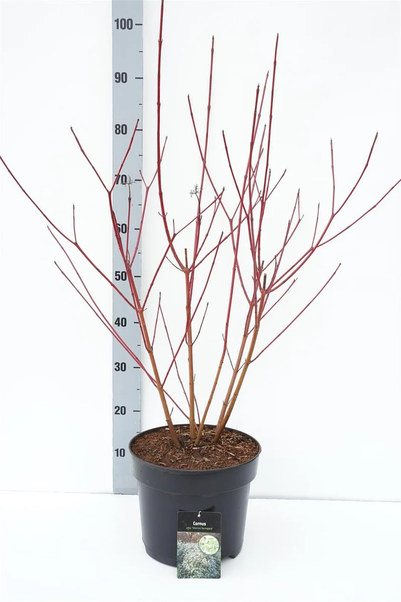 Cornus alba 'Sibirica Variegata' C7,5 (7,5 liters kruka) 60-80 cm