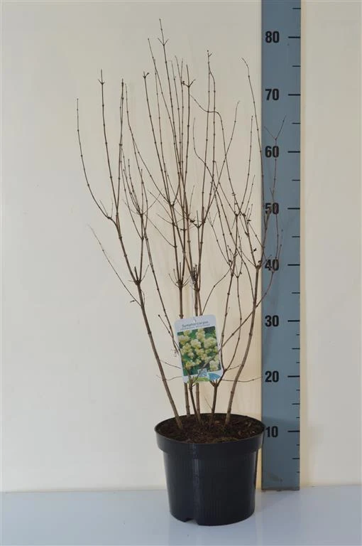 Symphoricarpos d. 'White Hedge' C3 (3 liters kruka) 40-50 cm