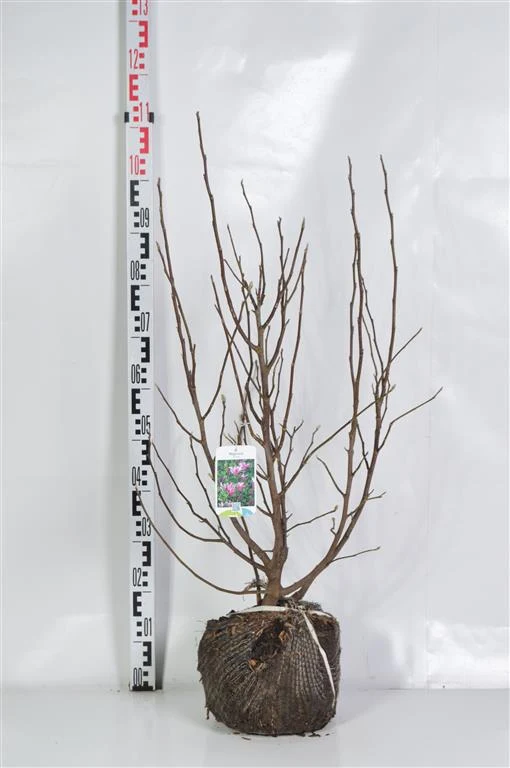 Magnolia 'Susan' 60-80 cm rotklump