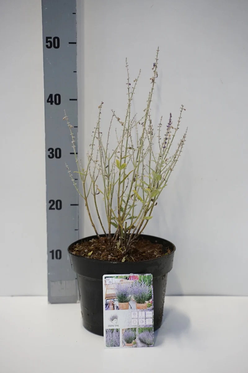 Perovskia atripl. 'Prime Time' C3 (3 liters kruka) / 19 cm kruka 30-35 cm