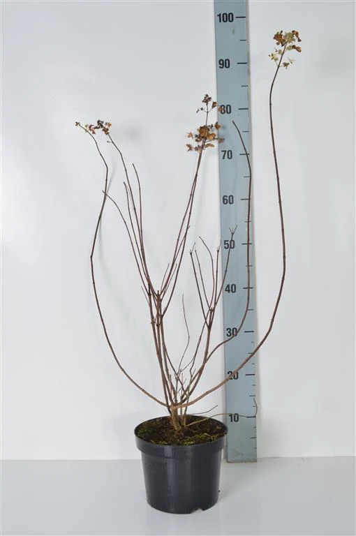 Hydrangea pan. 'Tardiva' C3 (3 liters kruka) 40-50 cm