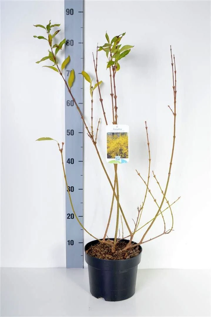 Forsythia int. 'Lynwood' C3 (3 liters kruka) 40-50 cm
