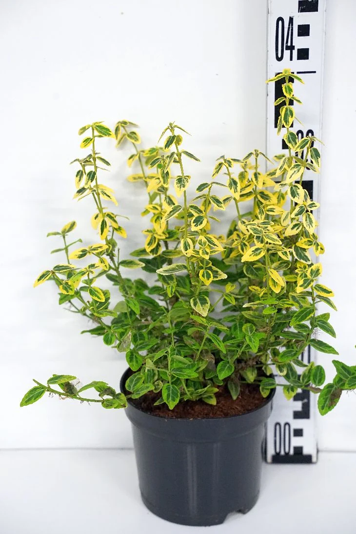 Euonymus fort. 'Emerald 'n 'Gold' C1,5 (1,5 liters kruka) 15-20 cm