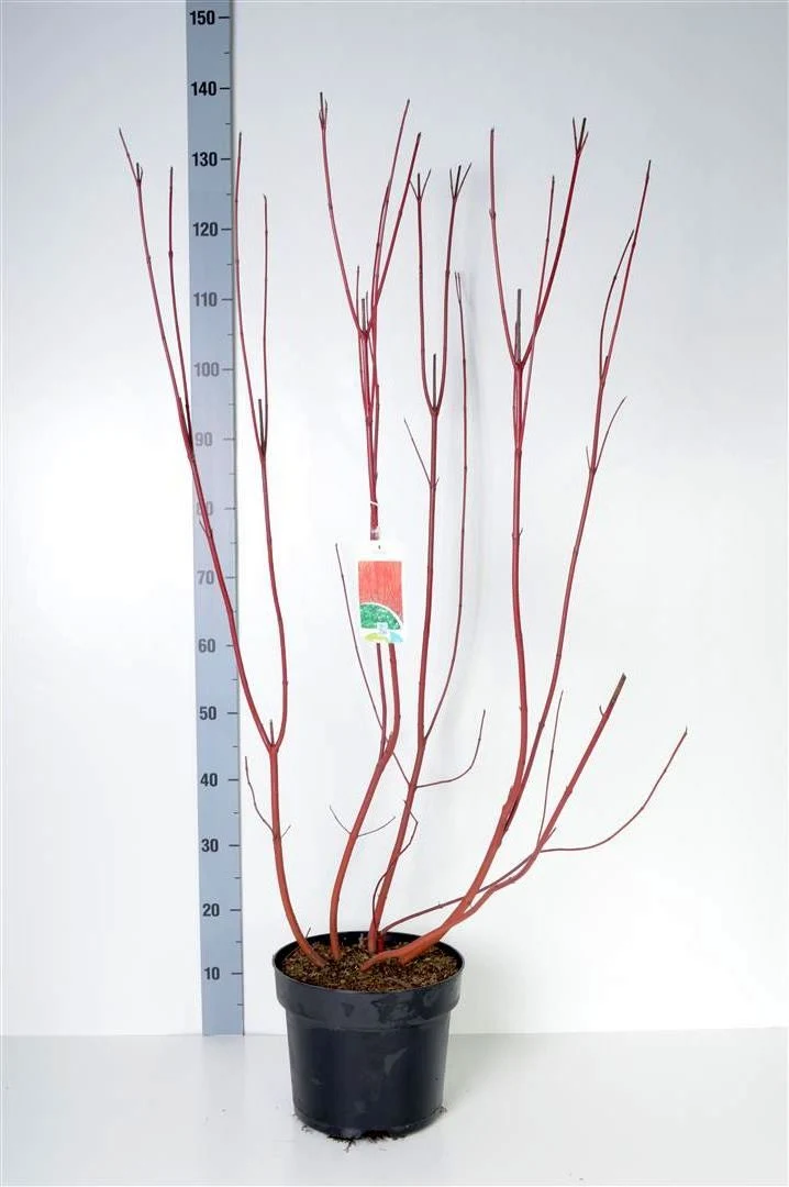 Cornus alba 'Sibirica' C7,5 (7,5 liters kruka) 80-100 cm