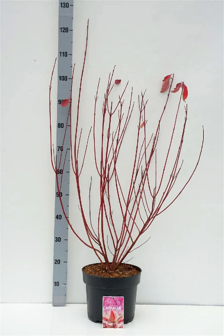 Cornus alba 'Miracle'® C7,5 (7,5 liters kruka) 80-100 cm