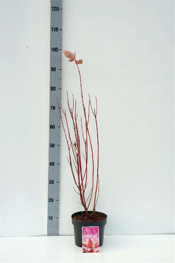 Cornus alba 'Miracle'® C3 (3 liters kruka) 40-50 cm