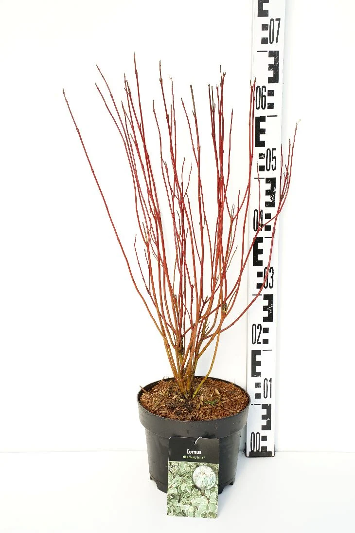 Cornus alba 'Ivory Halo' C3 (3 liters kruka) 40-50 cm