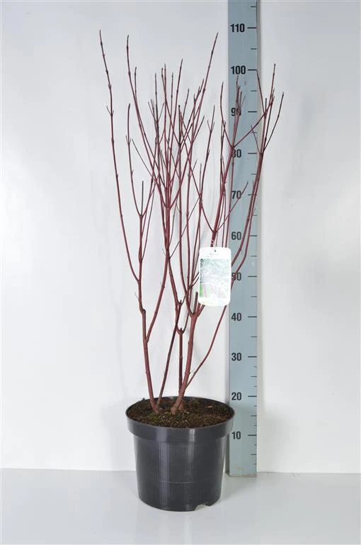 Cornus alba 'Elegantissima' C7,5 (7,5 liters kruka) 80-100 cm