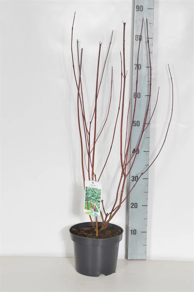 Cornus alba 'Elegantissima' C3 (3 liters kruka) 40-50 cm