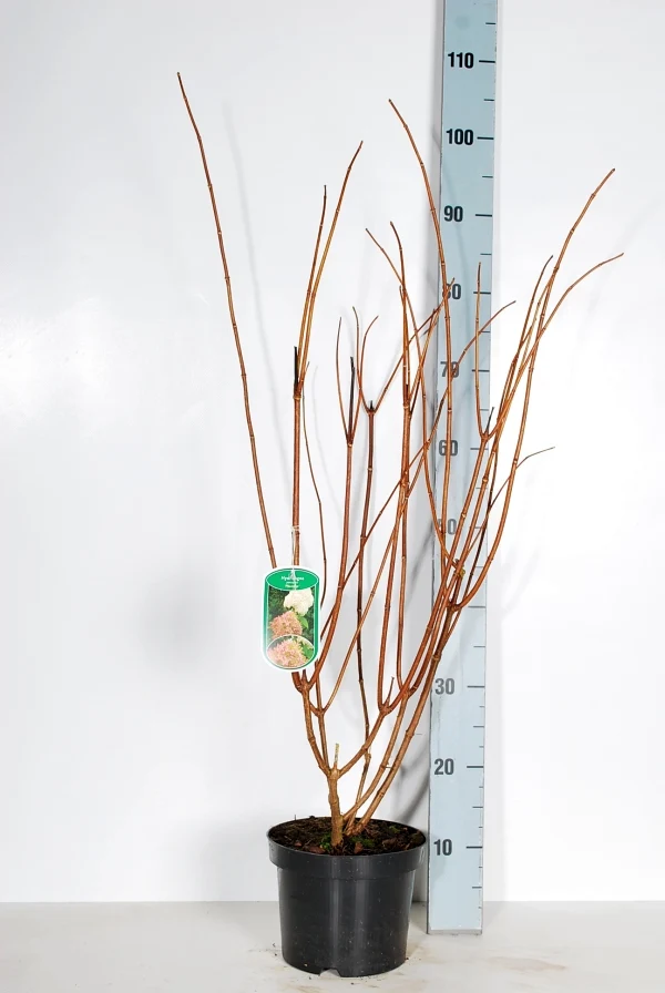Hydrangea pan. 'Phantom' C3 (3 liters kruka) / 19 cm kruka 40-50 cm