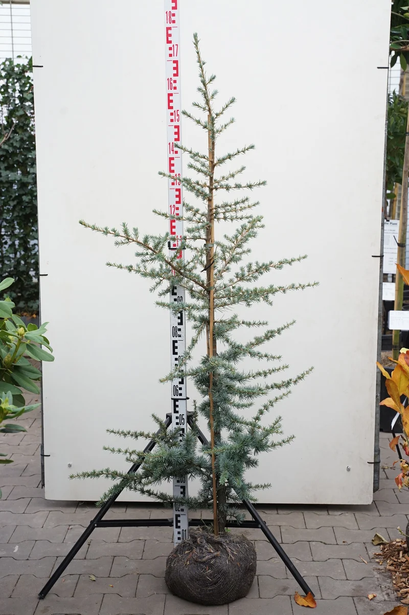 Cedrus lib. 'Glauca' 125-150 cm rotklump